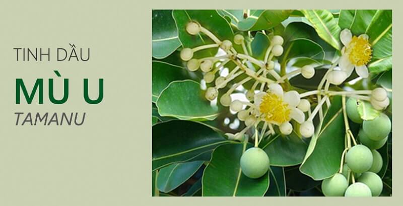 Nguồn gốc xuất xứ của dầu mù u