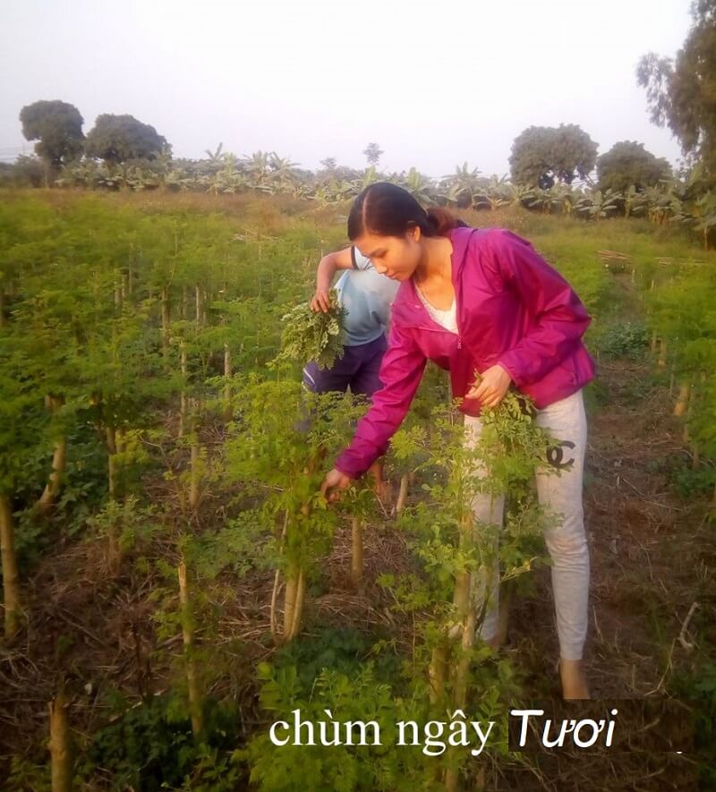 Mua chùm ngây ở đâu