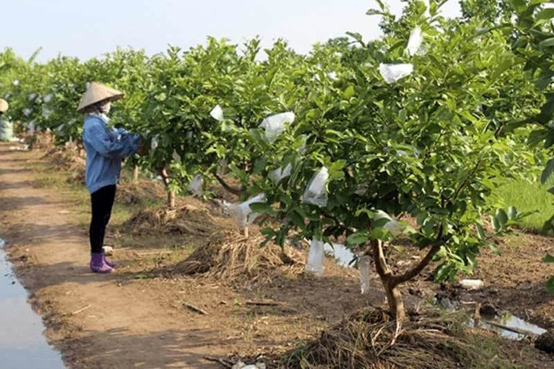 Mục đích sử dụng của loại đất NKL là gì