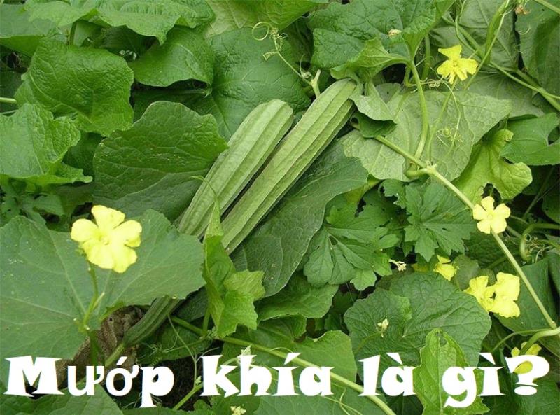 Bạn có biết mướp khía là gì
