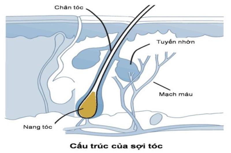 Tìm hiểu khái niệm nang tóc là gì