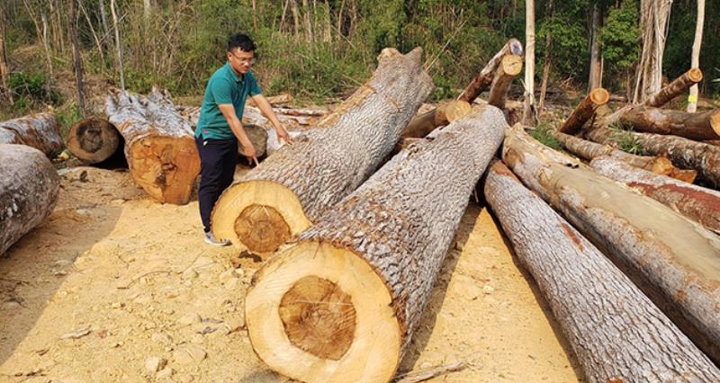 Lý do và địa điểm cần khai thác gỗ