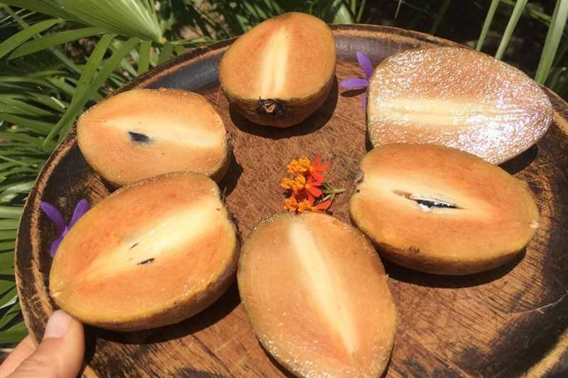 Hồng xiêm có tác dụng ngăn ngừa vi khuẩn