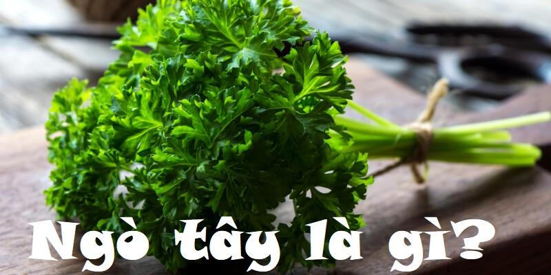 Tìm hiểu khái niệm ngò tây là gì