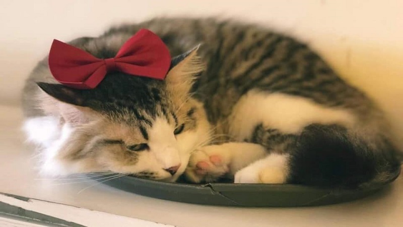 Dáng ngủ của mèo nói lên điều gì