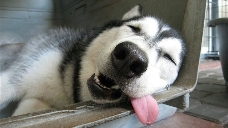 Chó cũng có thể phát ra tiếng ngáy khi ngủ