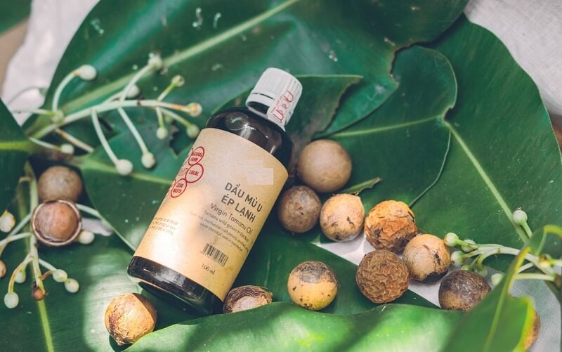 Khám phá quê hương, nơi mù u xuất hiện