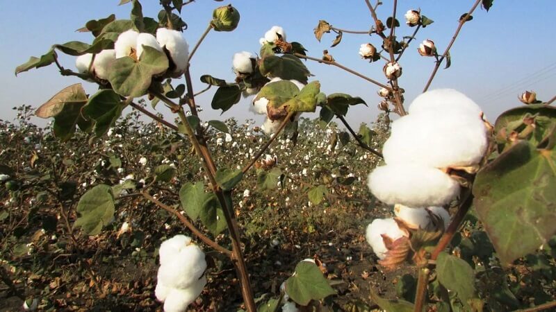 Vải cứng được sản xuất từ sợi bông