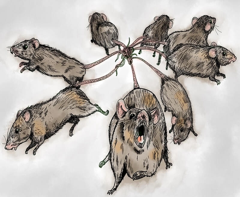 Không rõ nguyên nhân của hiện tượng vua chuột