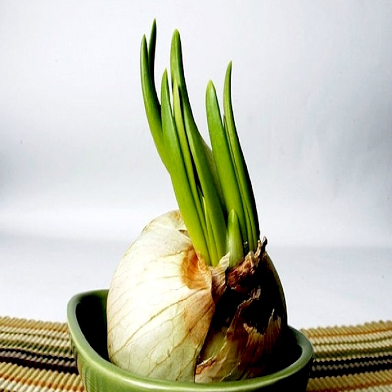 Hành tỏi mọc mầm là vì đâu?