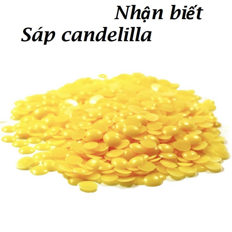 Nhận biết sáp candelilla qua đặc điểm