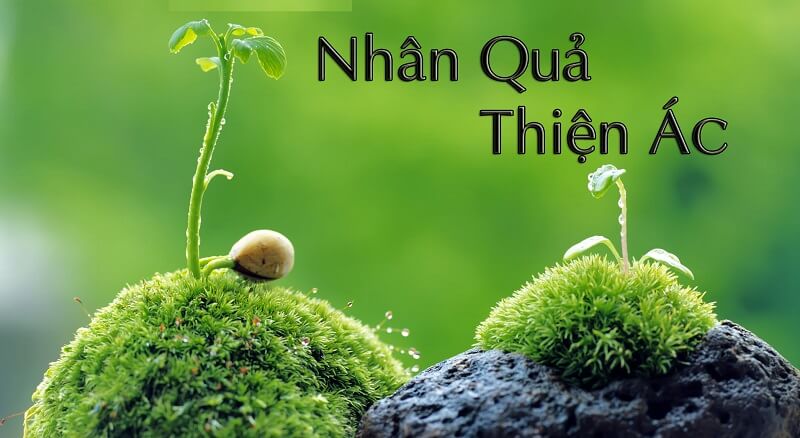 Nhân quả báo ứng luôn đúng trong mọi trường hợp