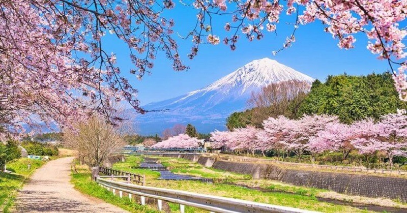 Xứ sở hoa anh đào