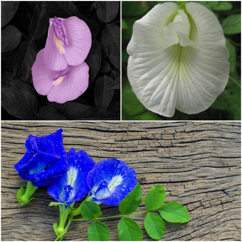 Hoa đậu biếc có nhiều màu sắc và nhiều công dụng