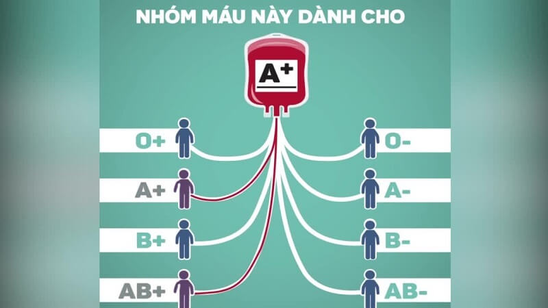 Nhóm máu A+ cho và nhận như thế nào