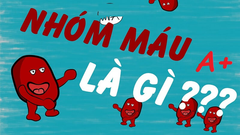 Khám phá về nhóm máu A+