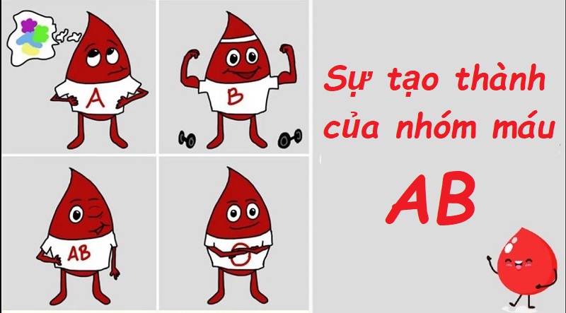 Sự tạo thành của nhóm máu AB