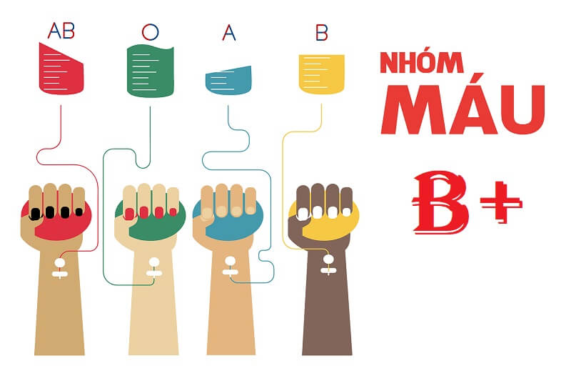 Nhóm máu B+ là gì
