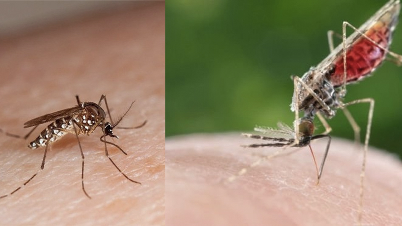 Điều trị bệnh sốt xuất huyết và sốt rét