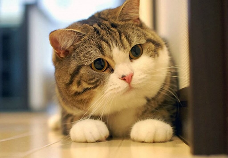 Nuôi mèo cần lưu ý gì