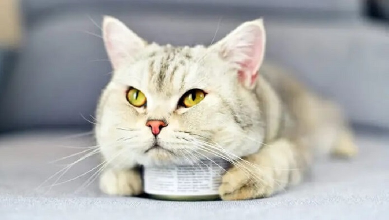 Bạn có thích hợp để nuôi mèo không