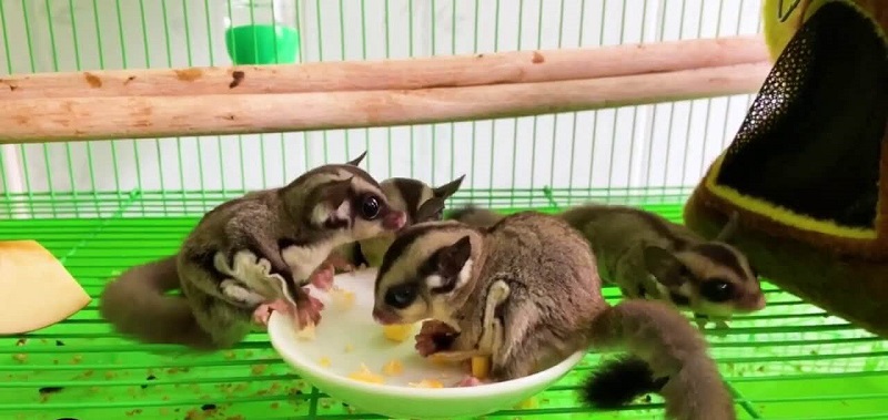 Nên mặc trang phục cho sóc bay