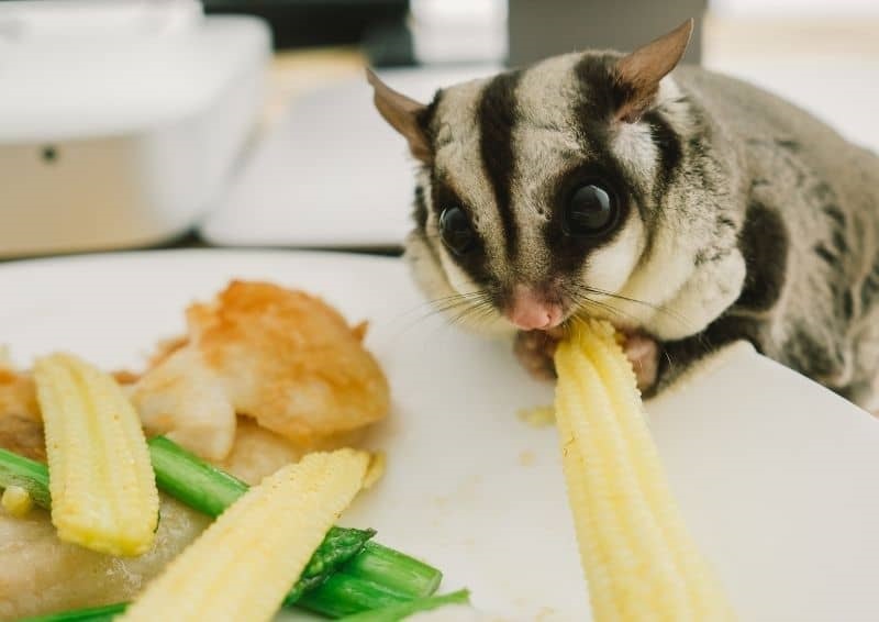 Các chế độ ăn của sóc bay