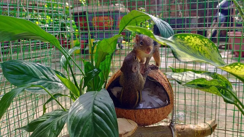 Lồng chứa của sóc bay