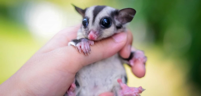 Gần gũi với sóc bay là cách thuần hoá tốt nhất