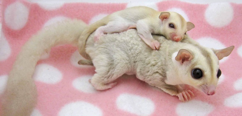 Khi sóc bay bệnh cần đưa ngay tới bác sĩ thăm khám