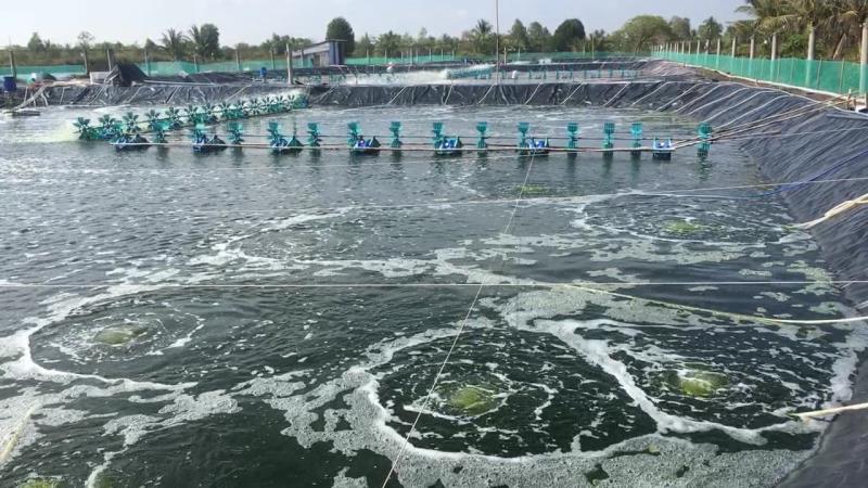 Nuôi tôm và lươn theo mô hình siêu thâm canh