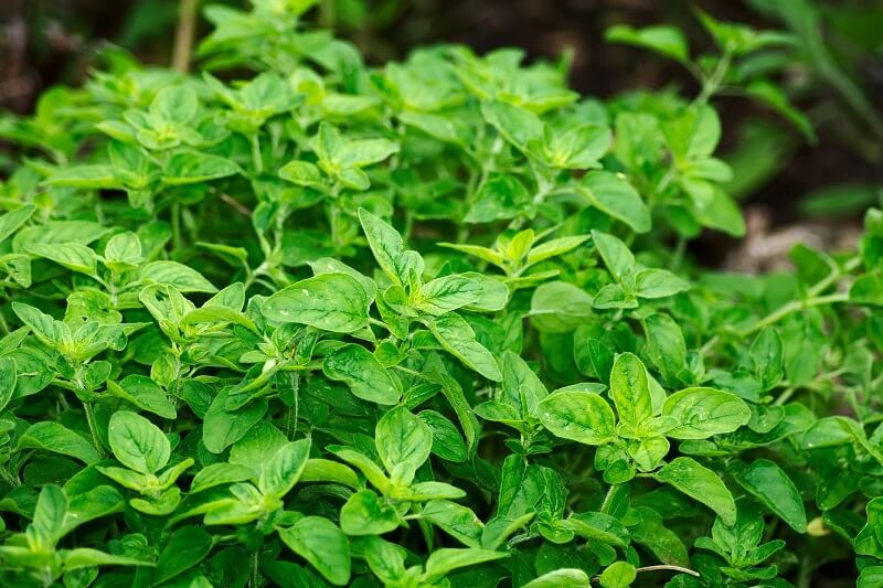 Những công dụng có trong Oregano