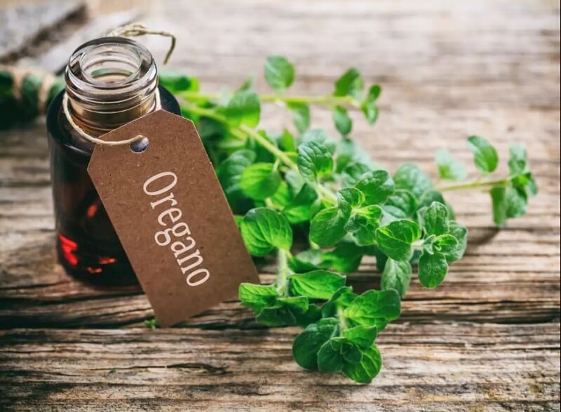 Oregano oil là gì