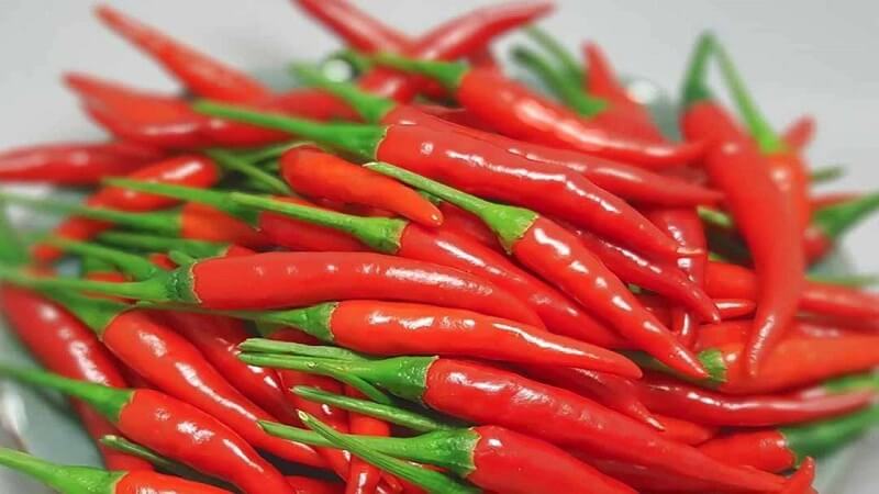 Mọt sợ mùi cay nồng của ớt