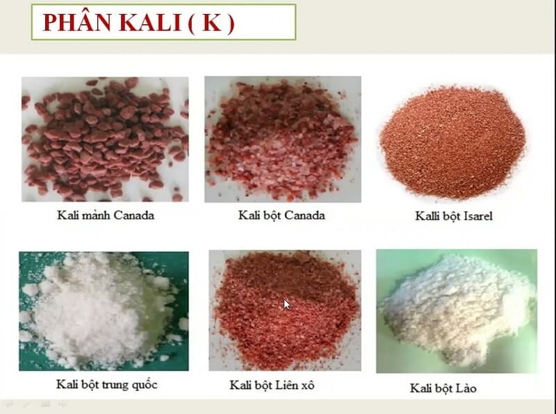 Phân kali giúp thúc đẩy, kích tích sự tăng trưởng cây trồng