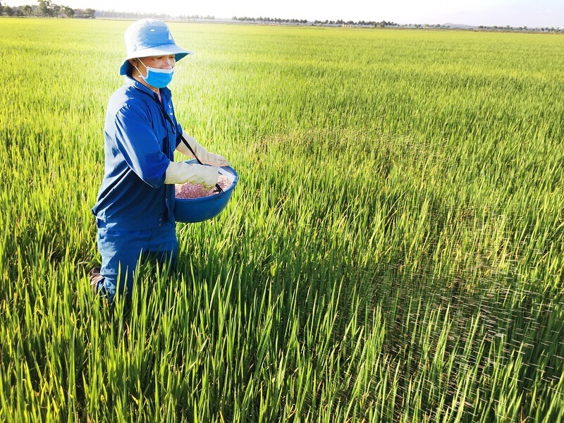 Phân Kali có vai trò giúp cây trồng được bổ sung nguồn chất dinh dưỡng dồi dào