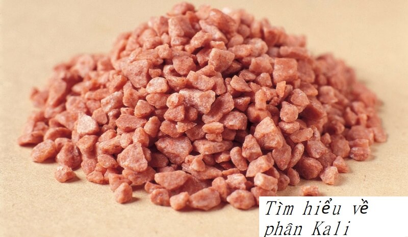 Phân kali là gì