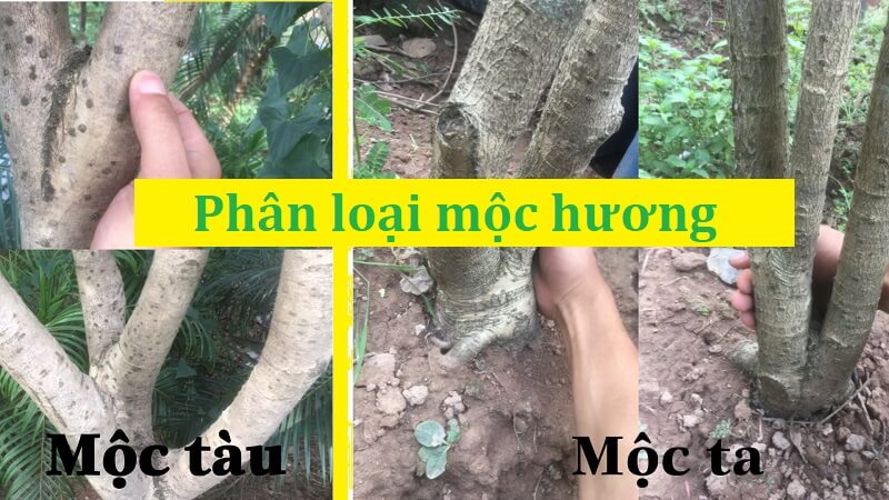 Mộc hương có nhiều loại phụ thuộc vào xuất xứ của nó