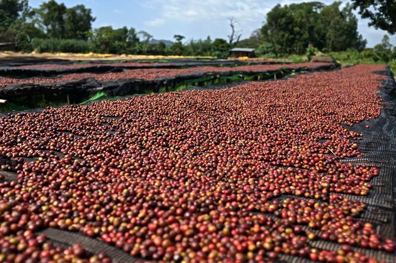 Phương pháp phơi khô tự nhiên giúp cà phê có vị ngọt và ít chua