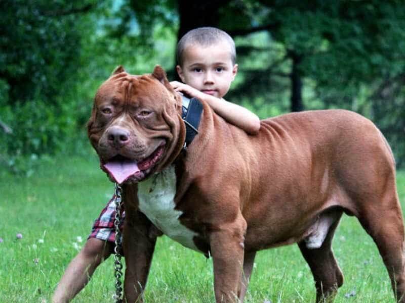Pitbull là giống chó thân thiện 