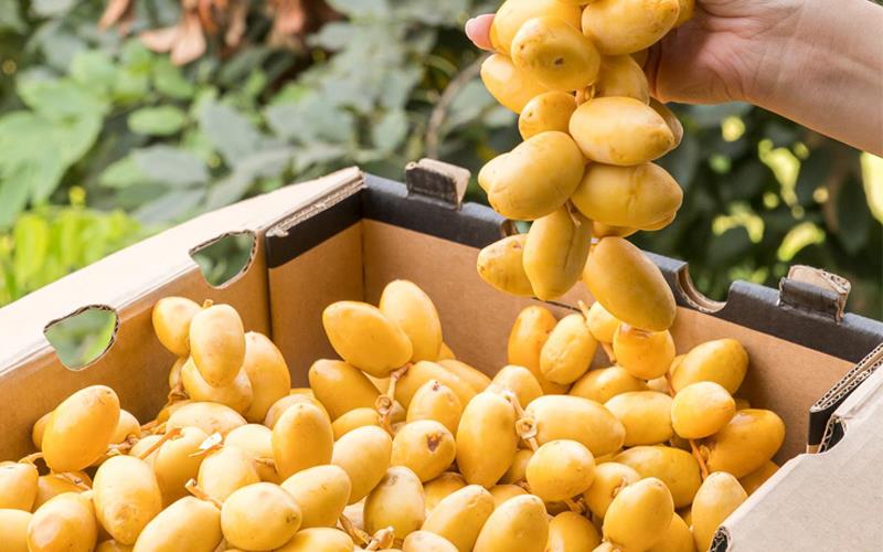 Giá hạt chà là tươi đắt hơn chà là khô