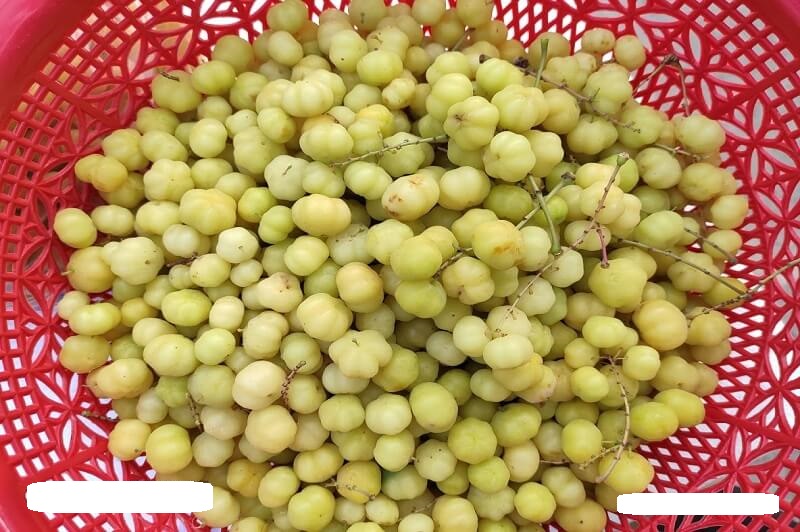 Quản chùm ruột có thể làm rượu