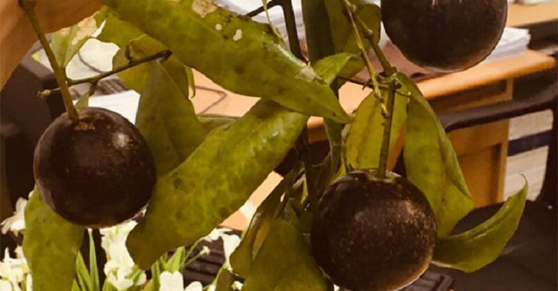 Quả hồng châu có chứa độc tố Alcaloid vô cùng nguy hiểm