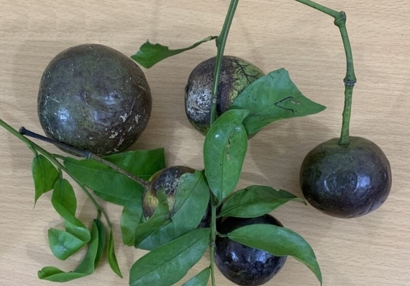 Quả hồng châu chín có màu tím sẫm