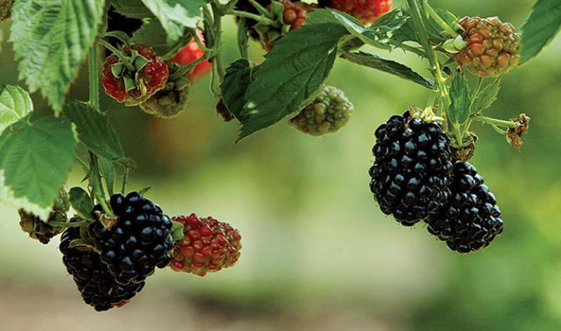 Trị đái tháo đường và tăng cường trí nhớ