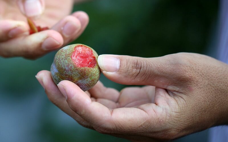 Quả mận có tác dụng gì