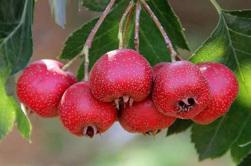 Quả sơn tra khi chín có màu đỏ sậm