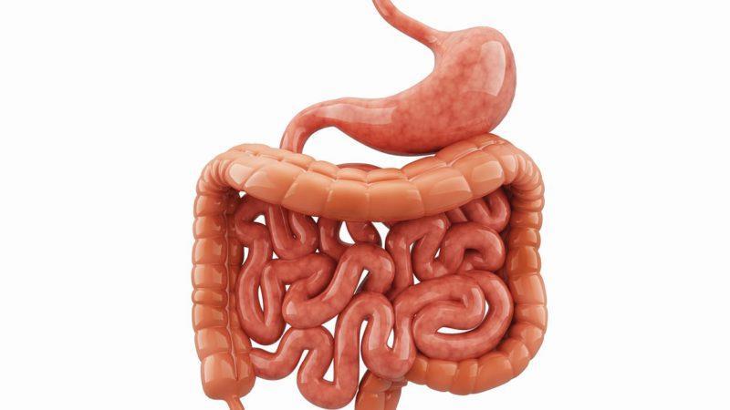 Quá trình hoạt động của hệ tiêu hóa trong cơ thể người