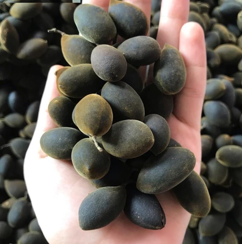 Bạn có biết quả xay là quả gì