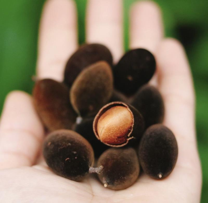 Quả xay ngâm rượu tốt cho sức khỏe